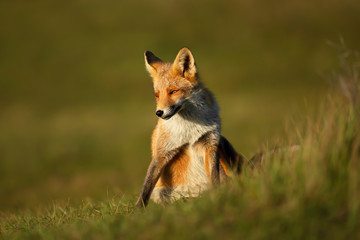 Close up of a red fox sitting in green grass