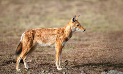 Rare and endangered Ethiopian wolf