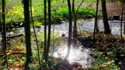 Obraz premium Vaux de Cernay stream in the Upper Chevreuse Valley Regional Nature Park