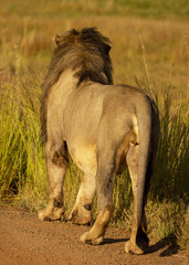 Male Lion with his big mane in the African Savanna
