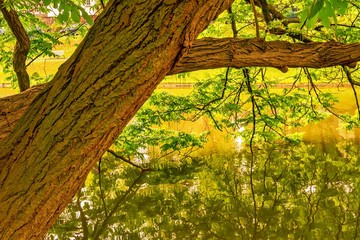 frische Blätter und Äste der Esche im Frühling mit Reflektion im Wasser