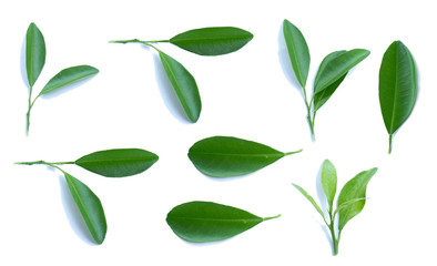 Citrus leaves or lemons on a white isolated background.
