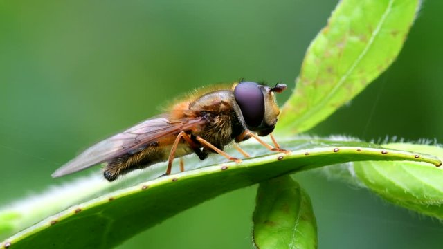 Hoverfly Close Up movie on a leaf.