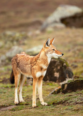 Rare and endangered Ethiopian wolf