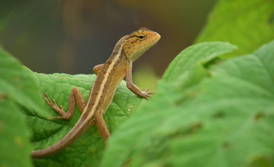 Oriental garden lizard (Calotes versicolor) - Garden lizards are relaxing on tree branches, camouflage garden lizards. Close up chameleon details.