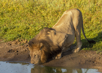 Male Lion with his big mane in the African Savanna