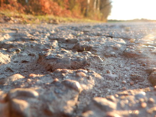 autumn leaves on the ground