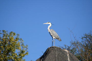 great blue heron
