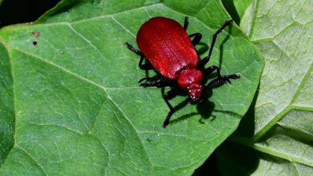 Close Up movie Red-headed Cardinal Beetle on a leaf. His Latin name is Pyrochroa serraticornis.