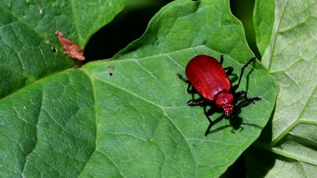 Close Up movie Red-headed Cardinal Beetle on a leaf. His Latin name is Pyrochroa serraticornis.