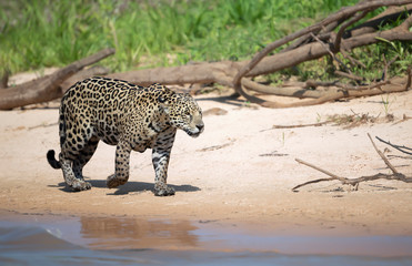 Jaguar on a river bank in natural habitat © giedriius