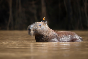 Capybara in water with a butterfly on the head
