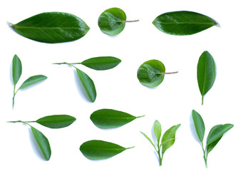 Green leaves on a white isolated background.