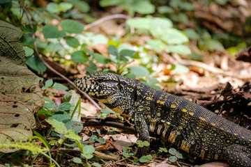 Black and white tegu in sunlight on the ground, Itatiaia, Rio de Janeiro, Brazil