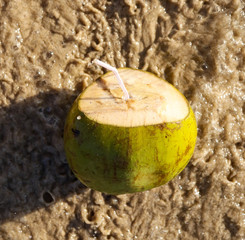 Coconut swims in the water on the seashore.