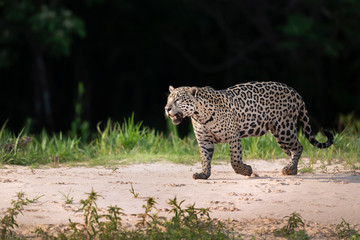 Naklejka na ściany i meble Jaguar walking on sand along the river bank