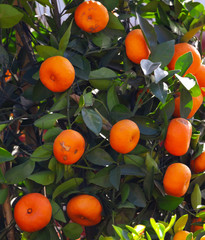 Ripe tangerines on the branches of a tree