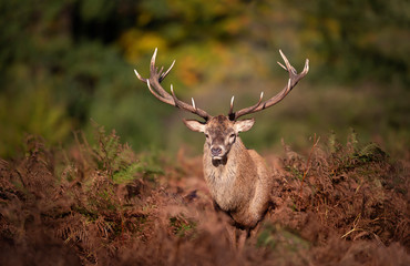 Naklejka na ściany i meble Red deer stag standing in fern during rutting season in autumn