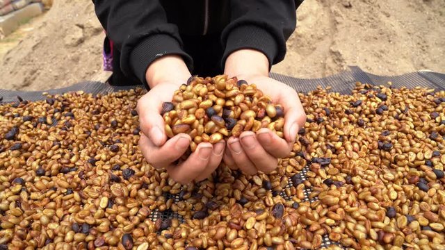 Coffee farmers are drying coffee beans