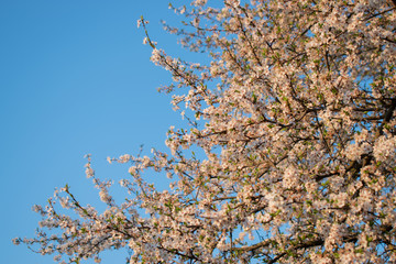 Blooming tree in the spring. Blooming cherry. Close up of a flowering tree.