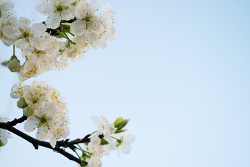 Blooming tree in the spring. Blooming cherry. Close up of a flowering tree.