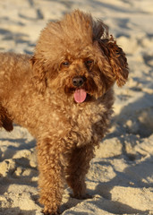 A dog walks in the sand.