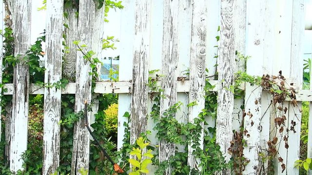 Decayed fence and garden beyond it.