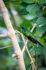 Violet-capped woodnymph perched on a branch, Itatiaia, Rio de Janeiro, Brazil
