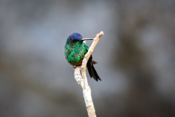 Violet-capped woodnymph perched on a branch against defocused background, Itatiaia, Rio de Janeiro, Brazil
