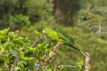 Plain parakeet perched on a branch against defocused natural background, Itatiaia, Rio de Janeiro, Brazil