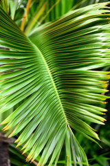 Large green branches on coconut trees