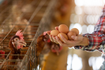 Close-up hand of young asian woman farmer holdding fresh eggs in hands in Eggs chicken farm..
