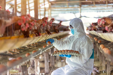 Asian farmer wear PPE suit protective clothing to spread the corona virus and collect fresh eggs in hands in Eggs chicken farm.