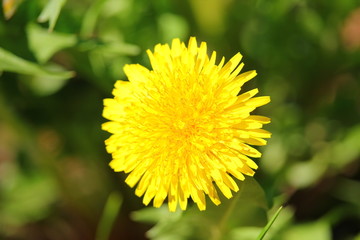 yellow dandelion in the center