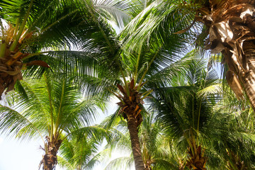 Fototapeta premium Large green branches on coconut trees against the sky