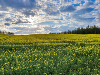 The yellow rape field at the sunset
