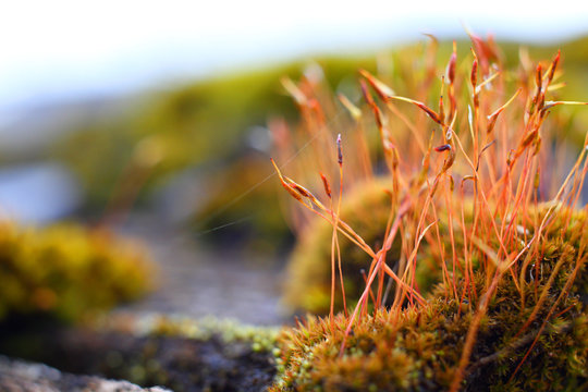 Beautiful red green orange yellow brown small ancient perennial forest plant moss Kukushkin flax Polytrichum commune with boxes spores grows on an old gray from moisture and aging wooden board, macro