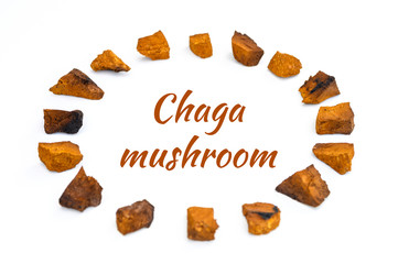 chaga mushroom. large sliced pieces of birch tree chaga fungus arranged in a circle are isolated on a white background. concept of alternative natural medicine. text ofl font