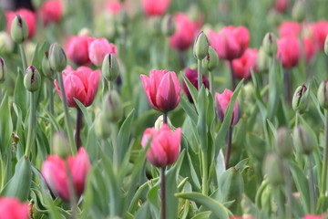 CAMPO DI TULIPANI, TULIPS FIELD 