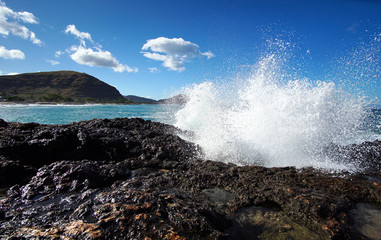 surf's up hawaii
