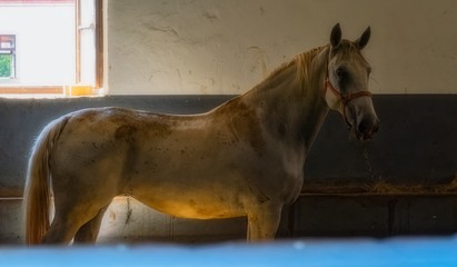 portrait of a lipizzan horse