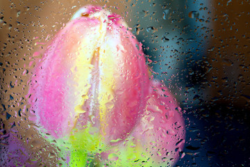 Beautiful fresh Tulip Flower Bud behind a wet window glass.
