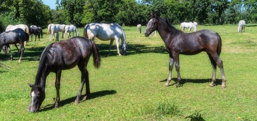 Lipizzan Horses