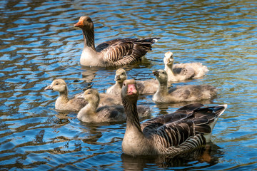 Goose family swimming on a beautiful blue lake.