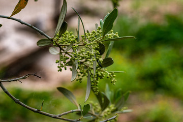 OLIVE GROWING