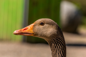 Goose looking in camera, close up photo. blurry background.