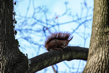 squirrel on tree