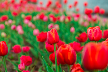 Red tulips with dew drops in early morning. Water drops on red tulips. Beautiful flowers
