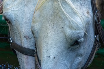 close up of lipizzan horses