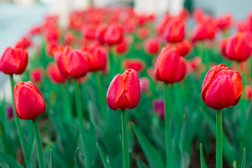 Red tulips with dew drops in early morning. Water drops on red tulips. Beautiful flowers